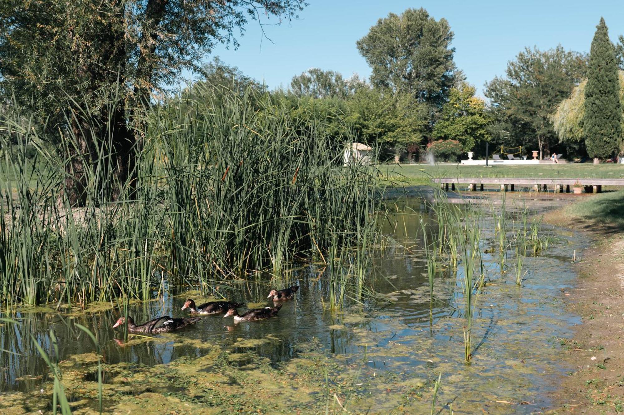 Mas Du Versadou, Dans Un Espace Naturel Protege, Piscine Couverte Chauffee Toute L'Annee, Spa Et Salle De Jeux Saint-Gilles  Eksteriør bilde